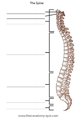 The Bones of the Spine Image