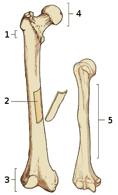 The anatomy of a long bone