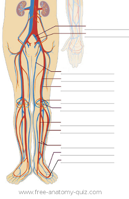 The Circulatory System (lower body) Image