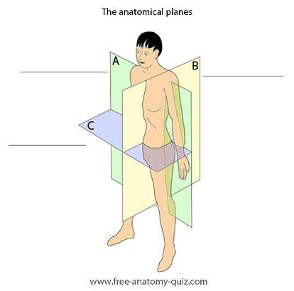 the anatomical planes