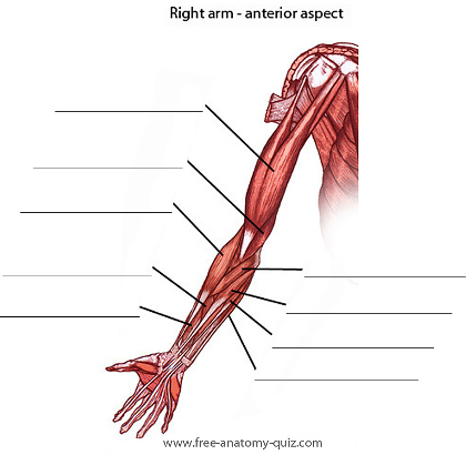 An image of the Muscles of the Arm (anterior)