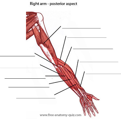 An image of the Muscles of the Arm (posterior)
