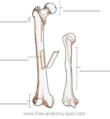 the anatomy of a long bone
