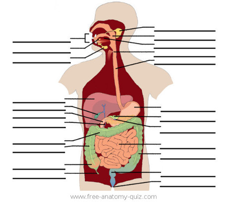 The Digestive System Image