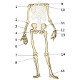 El esqueleto apendicular, vista frontal