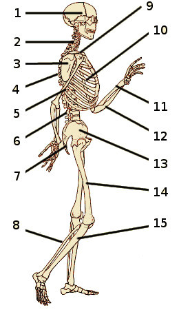 Los huesos del esqueleto humano, vista lateral