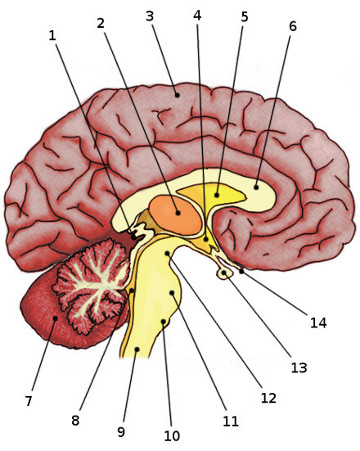 la anatomía del cerebro