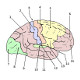 El cerebro humano, anatomía de la corteza cerebral.