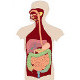 La anatomía y fisiología del aparato digestivo