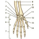 Los huesos de la mano