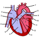 La anatomia del corazon