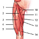 Los músculos de la extremidad inferior (pierna), vista anterior