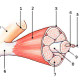la estructura del tejido muscular