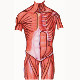 La anatomía del sistema muscular.