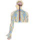 Cuestionarios sobre la anatomía y fisiología del sistema nervioso