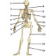 El esqueleto humano, vista posterior