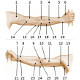 La anatomía de la superficie del brazo humano