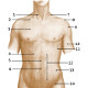 La anatomía de la superficie del torso humano, vista frontal