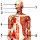Les muscles du corps humain, vue de face (antérieure)