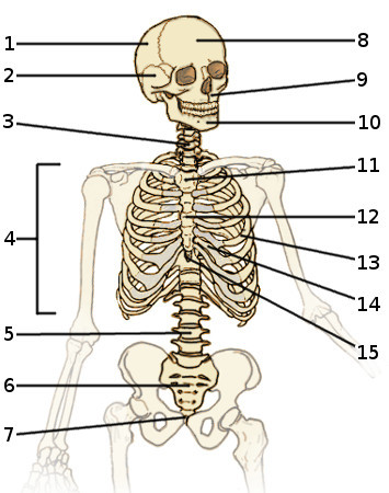 Les os du squelette axial, vue de face