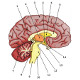 Le cerveau humain, les principaux domaines anatomiques
