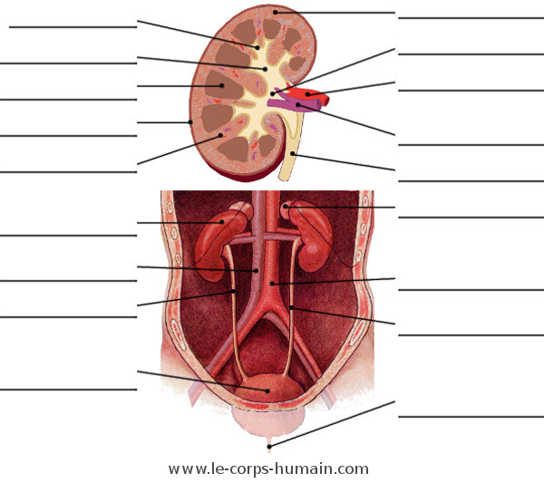 une image de l'anatomie du système urinaire