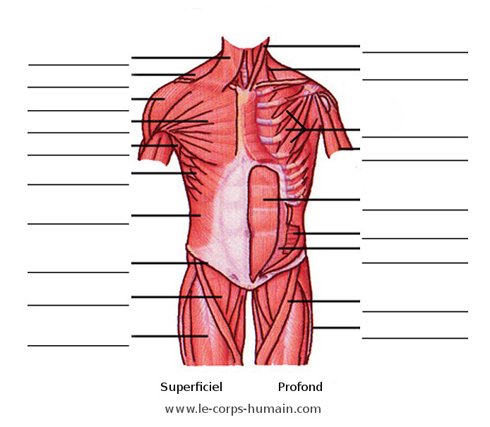 Une image des muscles du torse, vue antérieure