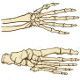 Les os de la main et du pied