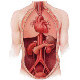 Les quiz sur l'anatomie des organes internes