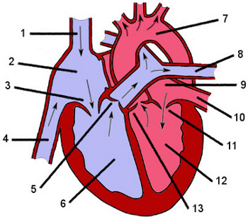 Une image de l'anatomie du cœur