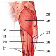Les muscles du membre inférieur, vue arrière (postérieure)