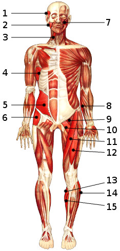 Les muscles du corps, vue antérieure 2