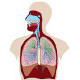 L'anatomie et la physiologie du système respiratoire