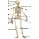 Le squelette humain, vue de facew