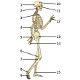 Le squelette humain, vue latérale