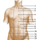 L'anatomie de la surface de la région abdominale humaine, vue de face