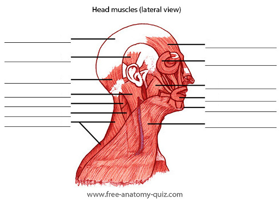 The Muscles of the Head and Neck (lateral view)