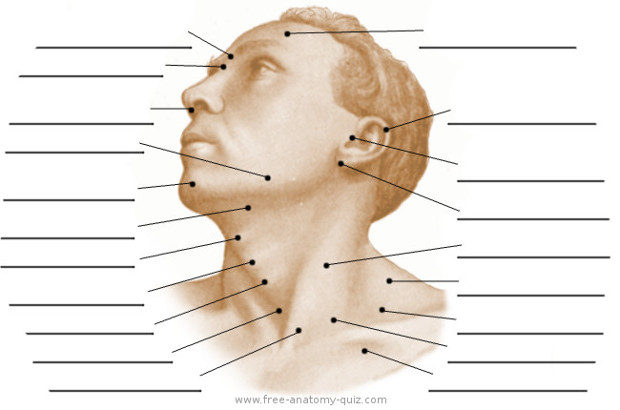 The Surface Anatomy of the Head and Neck Image