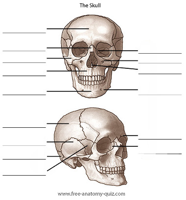 The Bones of the human skull, front and lateral