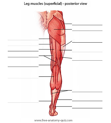 the leg muscles, posterior