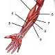 The muscles of the arm, locations