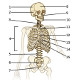 The axial skeleton, front view