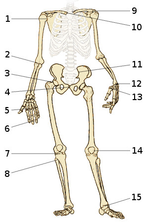 The bones of the appendicular skeleton