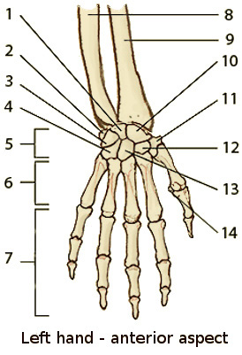 the bones of the hand