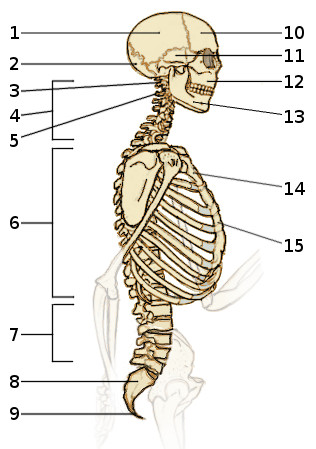 An image of the bones of the axial skeleton, side view