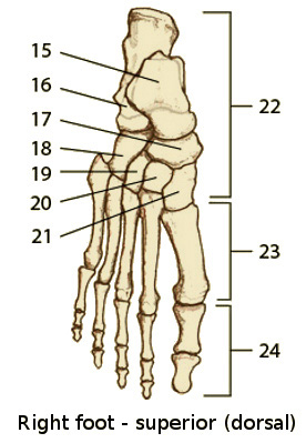 the bones of the foot