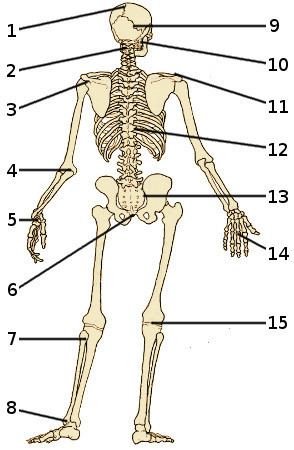 The bones of the human skeleton, rear view