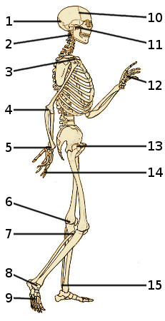 The bones of the human skeleton, side view