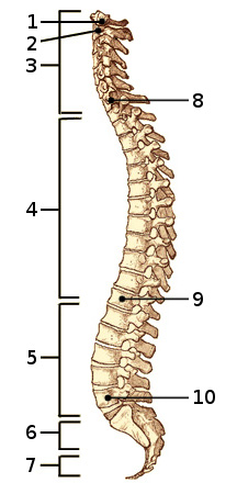 Bones of the human spine