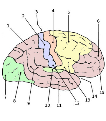 the anatomy of the cerebral cortex